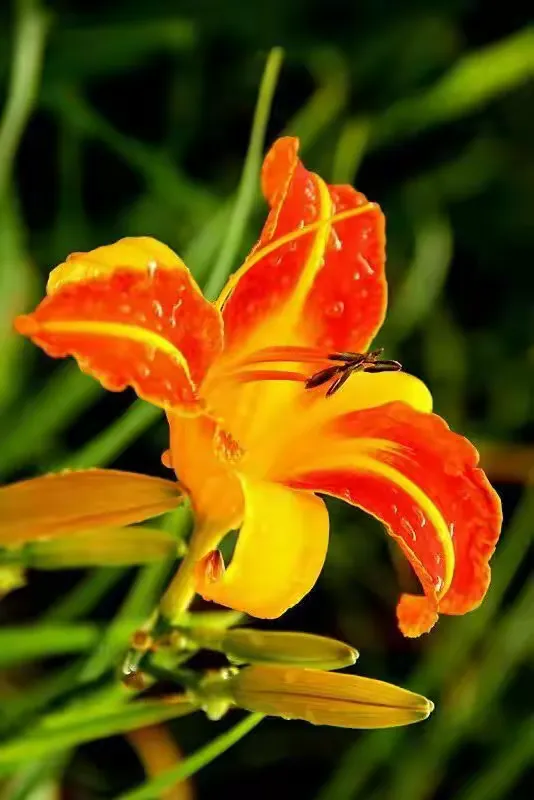 忘忧草苹果破解版版(杨旭文被拍到与女子同返酒店)